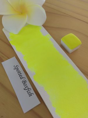 Spotted boxfish 1 Spotted Boxfish